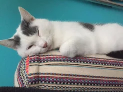 Bolster Bohemian Rond - 60x16 - Boekweit - Katoen - Meerkleurig -Merkloos Verkoop 1200x900 19